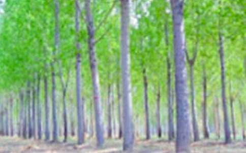 描寫白楊樹的范文三篇