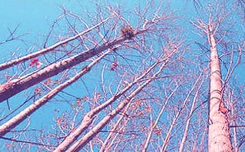 白楊禮贊的讀后感