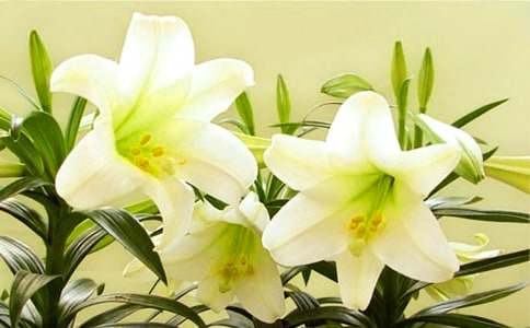 讀《心田上的百合花》有感15篇