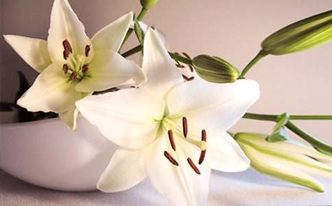 《心田上的百合花》讀后感(匯編15篇)