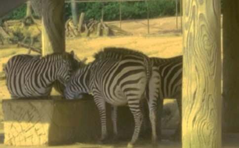 �Y׌���R������