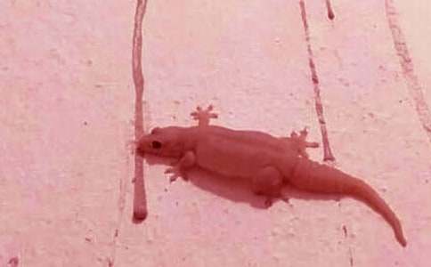 《小壁虎借尾巴》評課稿通用8篇