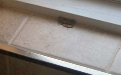 《小壁虎借尾巴》教學(xué)設(shè)計(jì)精華15篇