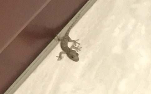 《小壁虎借尾巴》評課稿