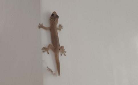 窗外的壁虎作文