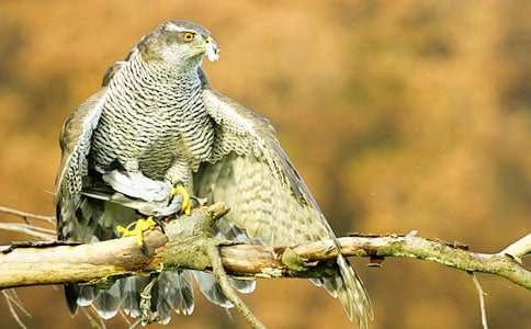 �ϲ��n�������