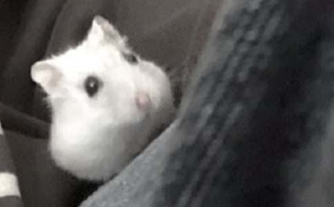 �ɐ۵�С�}�����Ĵ�ȫ(6ƪ)