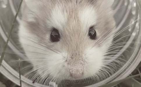 可愛的倉鼠