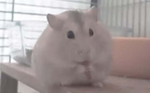 倉鼠動物作文(精選52篇)