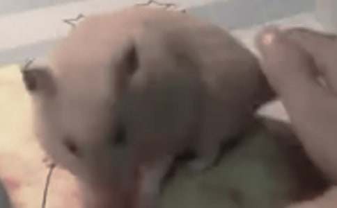 �Ҽҵ�С�}�����ġ��؂䡿