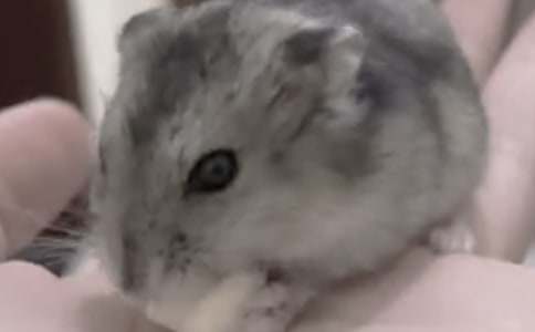 我家的倉鼠作文