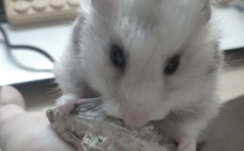 【精選】可愛的倉鼠作文