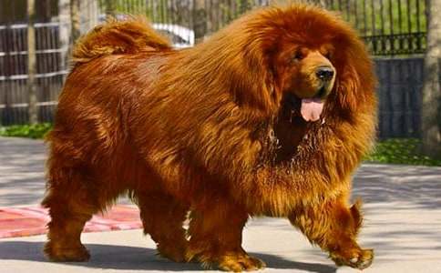 關(guān)于藏獒的作文