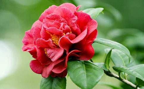 �茑ɽ�軨�ă�(y��u)���İ��\��