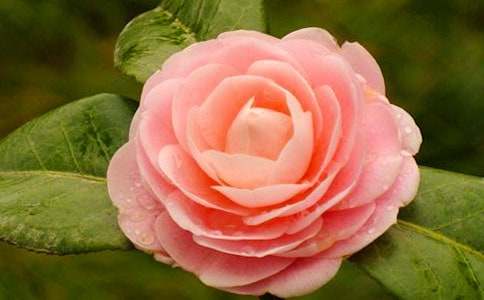 ɽ�軨����(���A)