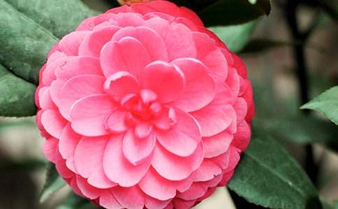 茶花的養(yǎng)殖方法和繁殖技巧
