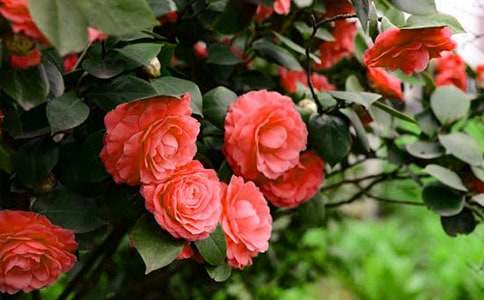 山茶花作文15篇(經(jīng)典)