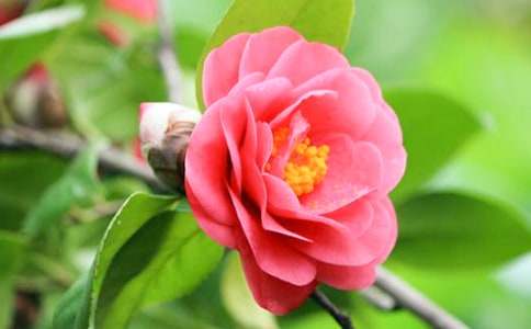 ���΃��軨��Ь����ʲô�����Ў׿���