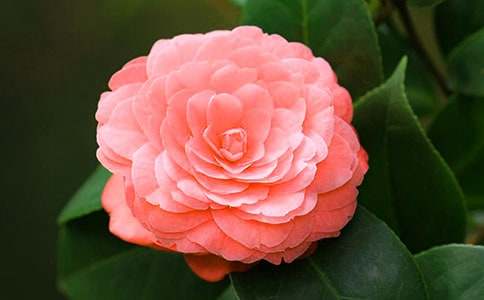 《山茶花》教學(xué)設(shè)計(jì)一等獎(jiǎng)