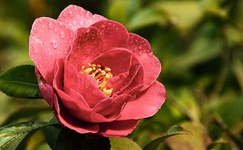 山茶花作文(15篇)