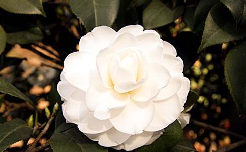 山茶花作文(通用36篇)