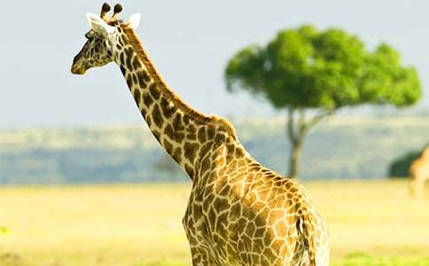 �L�i¹����L���^Ħ�n���̰�