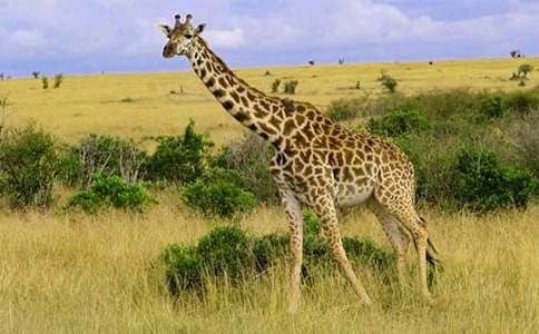 �L�������´�����L�i¹�̰�