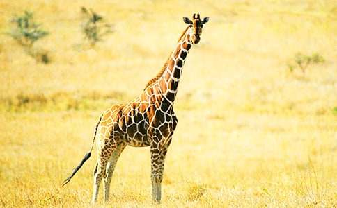 ������g���:���L�i¹�Ļ����ѡ��̌W��˼����