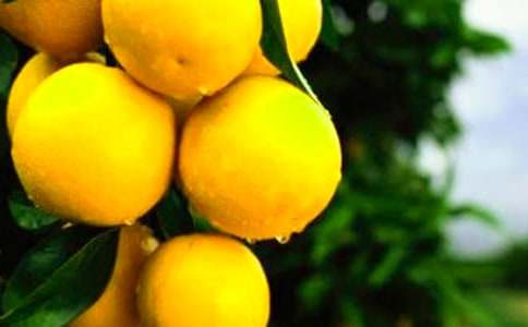 �ЋD�ܳԳ��ӆ�