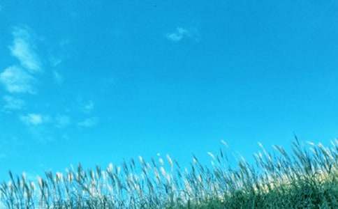 春風(fēng)飛過薔薇的作文