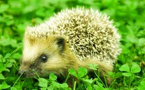 可愛的小刺猬動(dòng)物作文