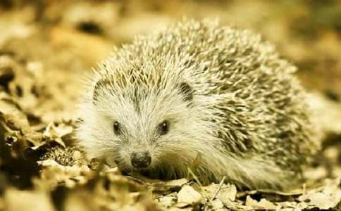 狐貍和刺猬作文