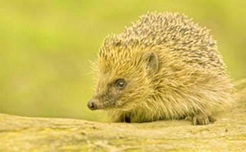 ��ͨ�ã��ɐ۵�С�������15ƪ