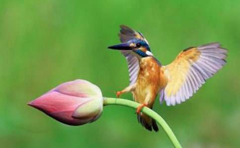 第一課時(shí)《翠鳥》教學(xué)設(shè)計(jì)