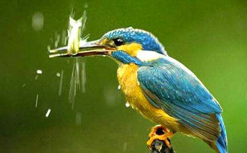 《翠鳥》第二課時(shí)教學(xué)設(shè)計(jì)