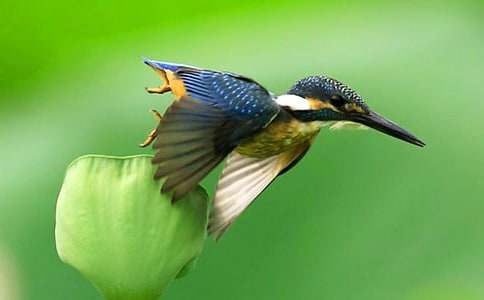 �n�Ĵ��B���n�ý̌W���