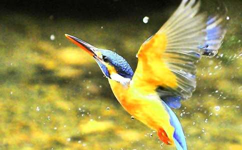 《翠鳥》教材解讀