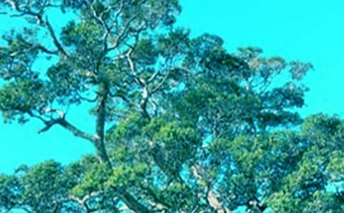 大樹與小草作文