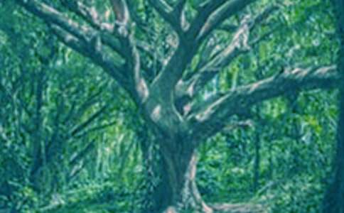 《小苗與大樹的對話》教學設(shè)計(15篇)