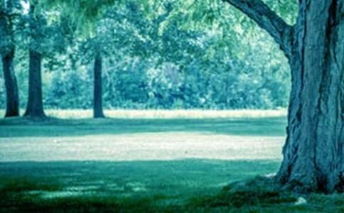 《小苗與大樹的對話》教學(xué)設(shè)計