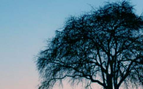 大樹(shù)的故事教學(xué)反思