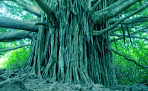 大樹(shù)的遭遇作文