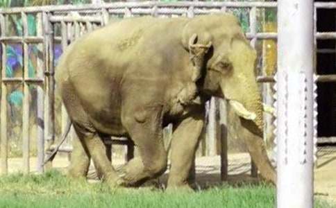 看《大象傳奇》——有感