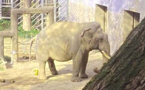 《大象的眼淚》讀后感7篇(實(shí)用)