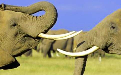 大象的故事作文