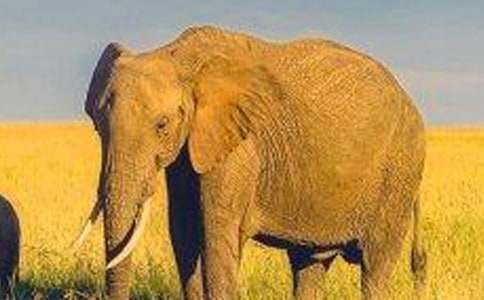 大象的眼淚讀后感