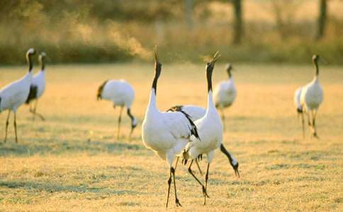 �������ĵ���Q����ý�w�̌W���