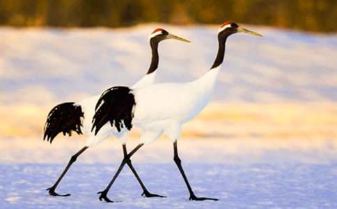 《美麗的丹頂鶴》教學設計