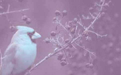 ��ֲ��zӰ������ِ