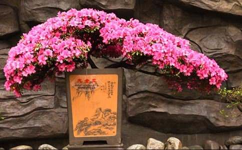 �茑���N��������